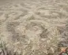 فرش کلاسیک برلیان صدفی - تصویر 7