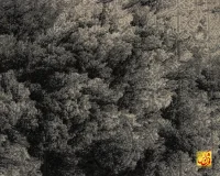 فرش وینتیج 9077 طوسی ذغالی - تصویر 3